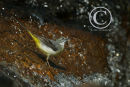  Female Grey Wagtail